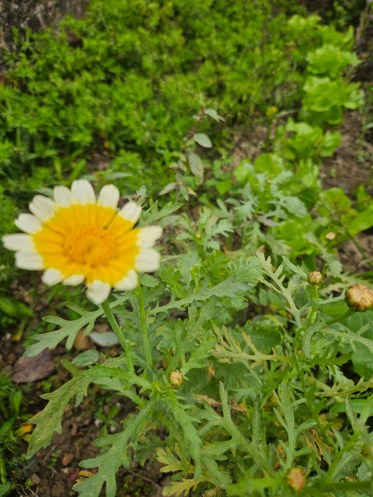 Photo 4